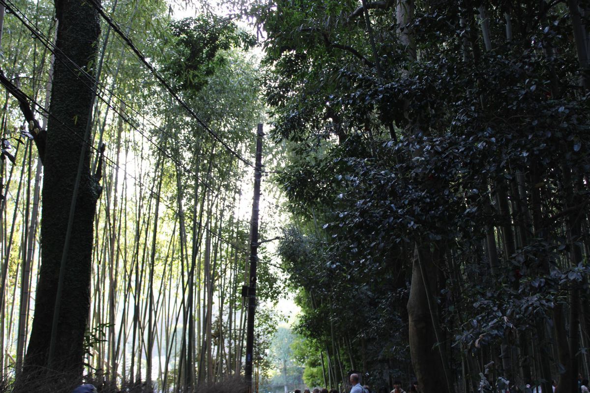 Tall bamboo along a path