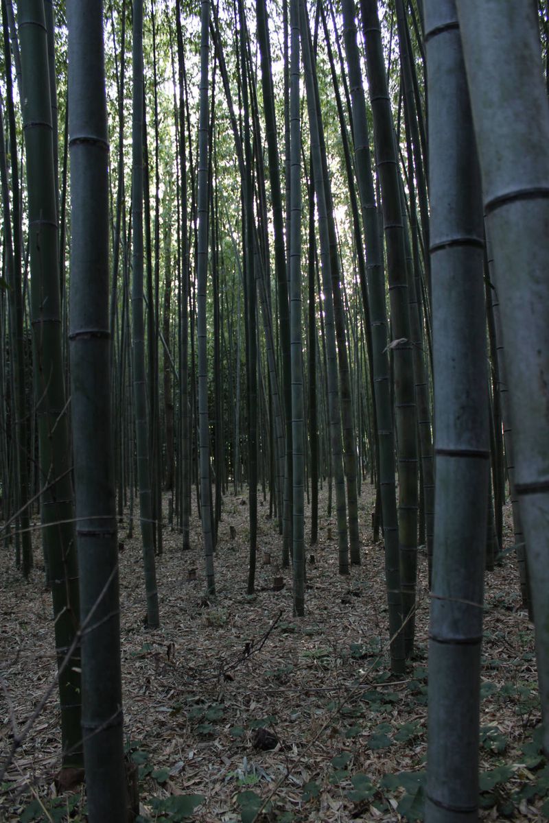 Inside the bamboo