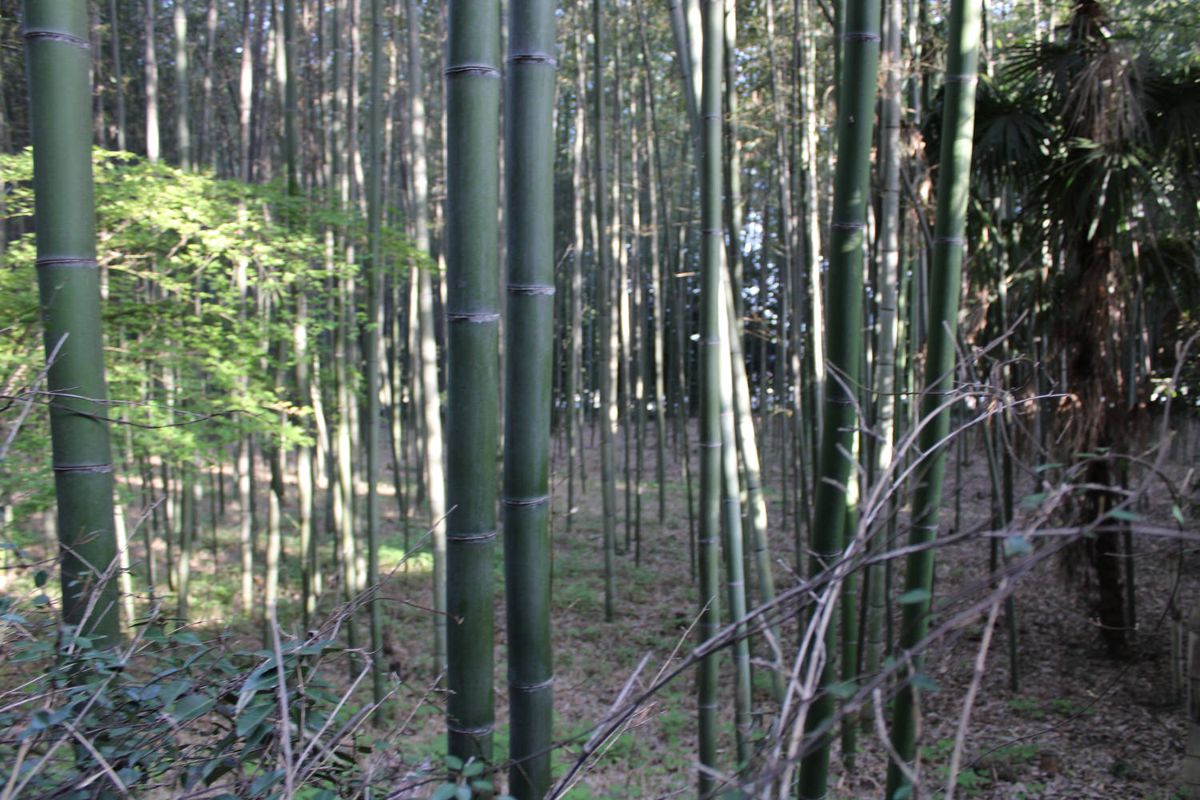Light through the bamboo