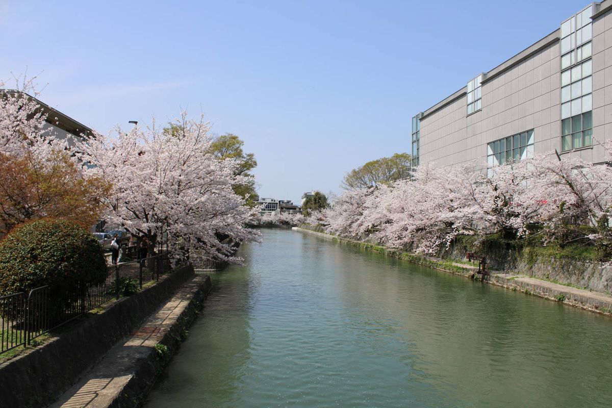 Blossoms along the canal