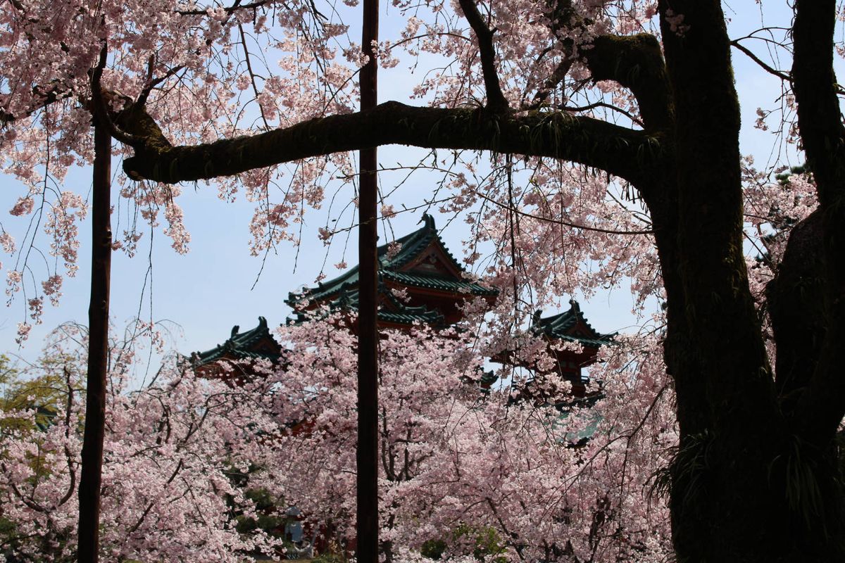 Shrine roofs through cherry branches