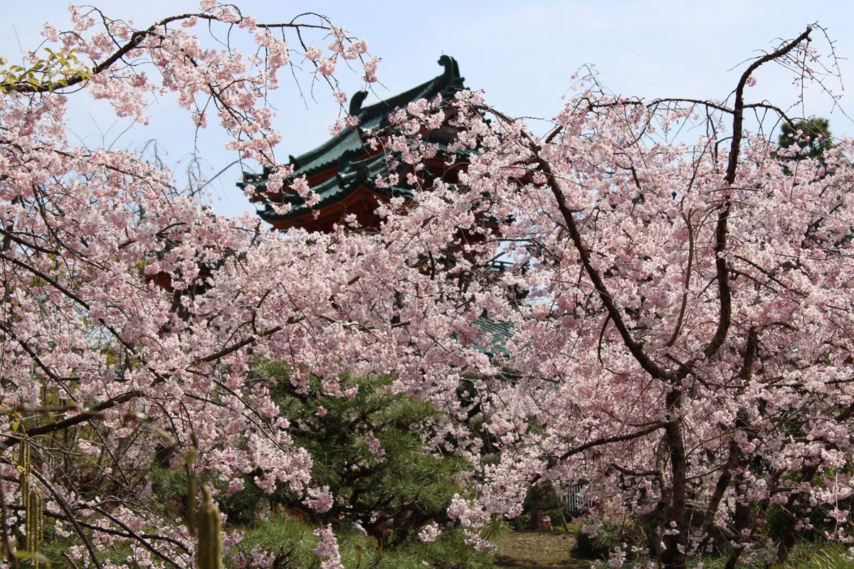 A vermilion roof in pink blossoms