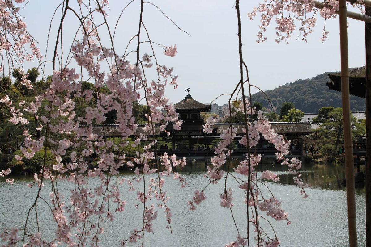 The pond through hanging blossoms