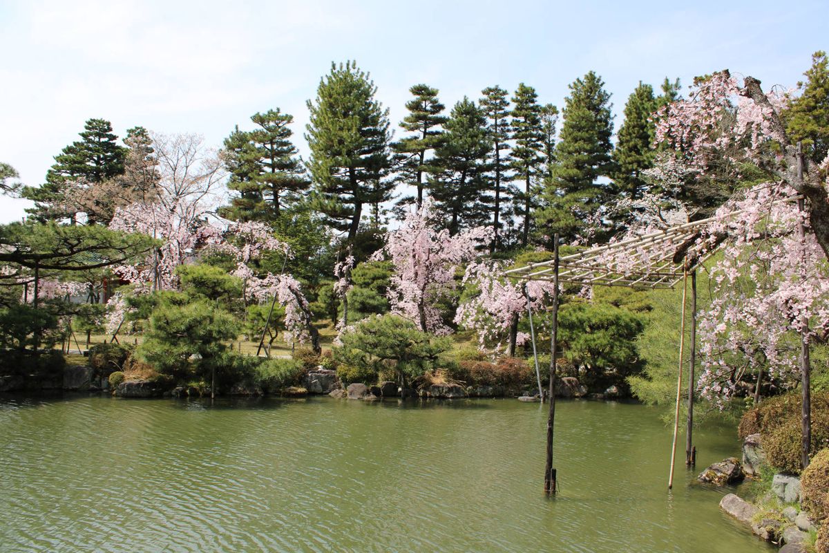 The garden pond and pines