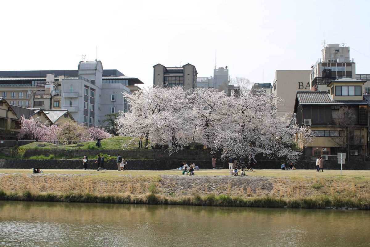 Blossoms across the river