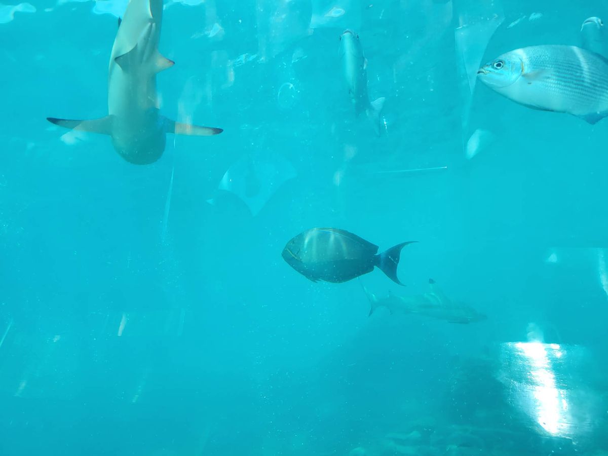 A shark overhead through the glass