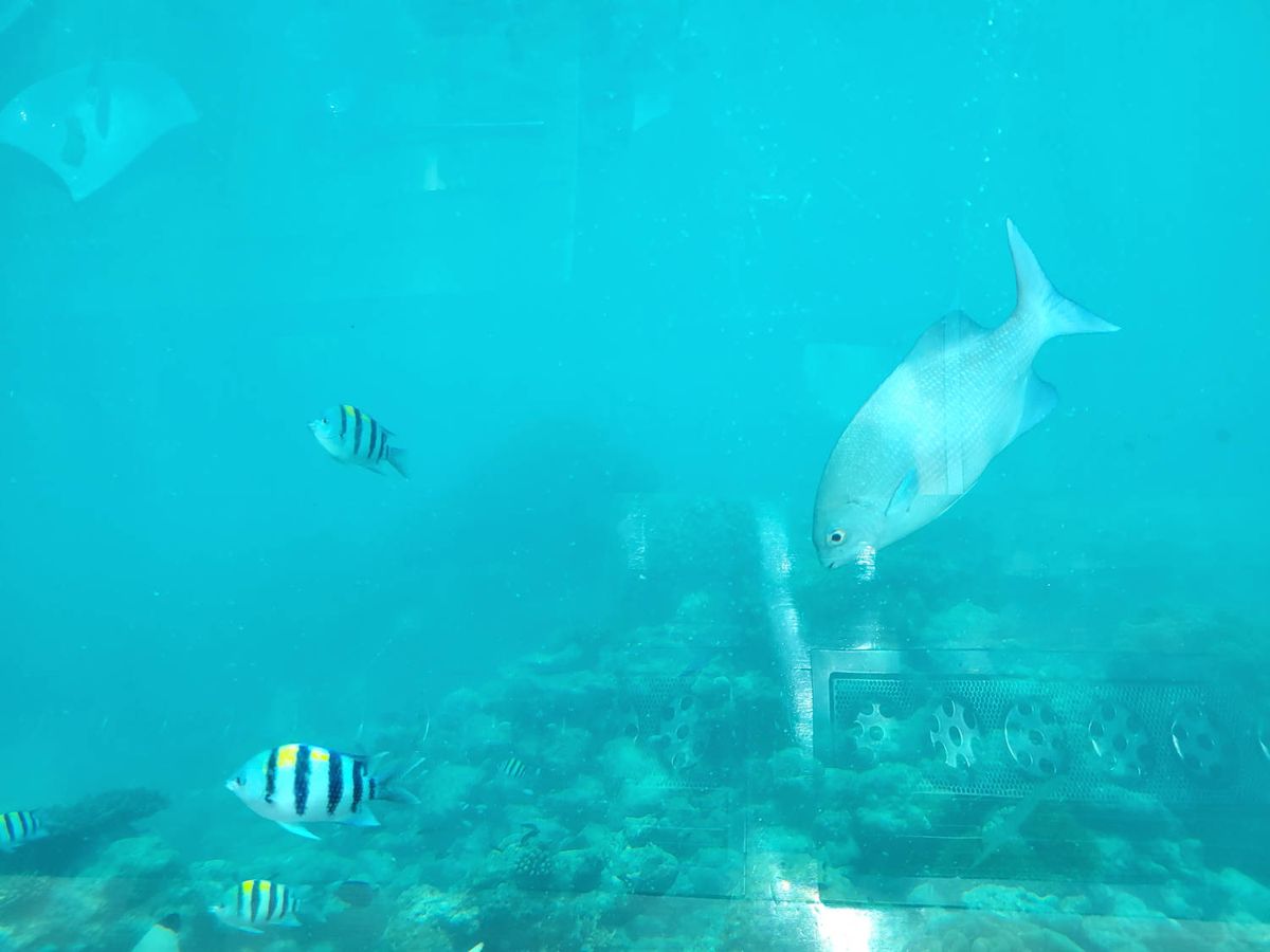 Fish over the reef