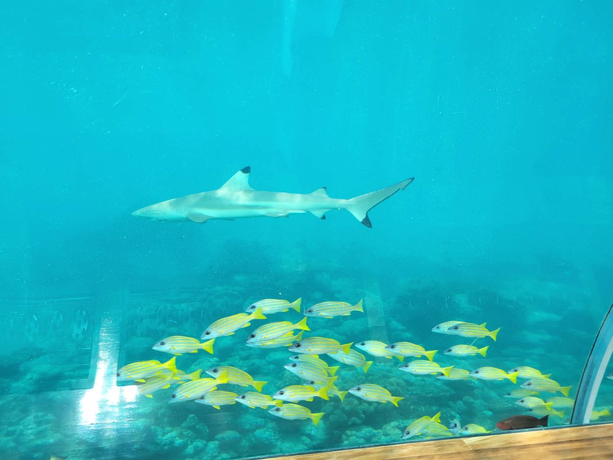 A reef shark over a school of fish