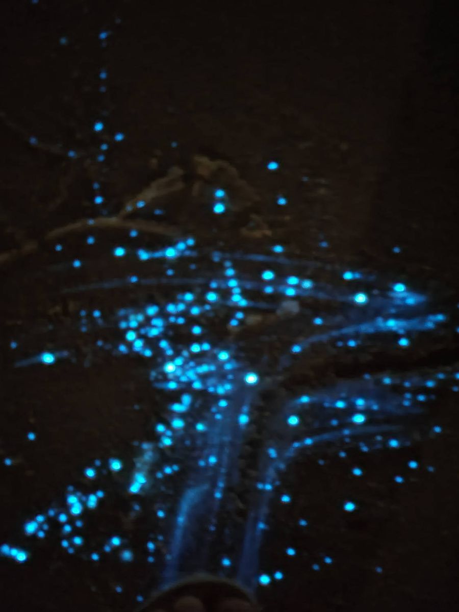 Glowing blue specks in the sand