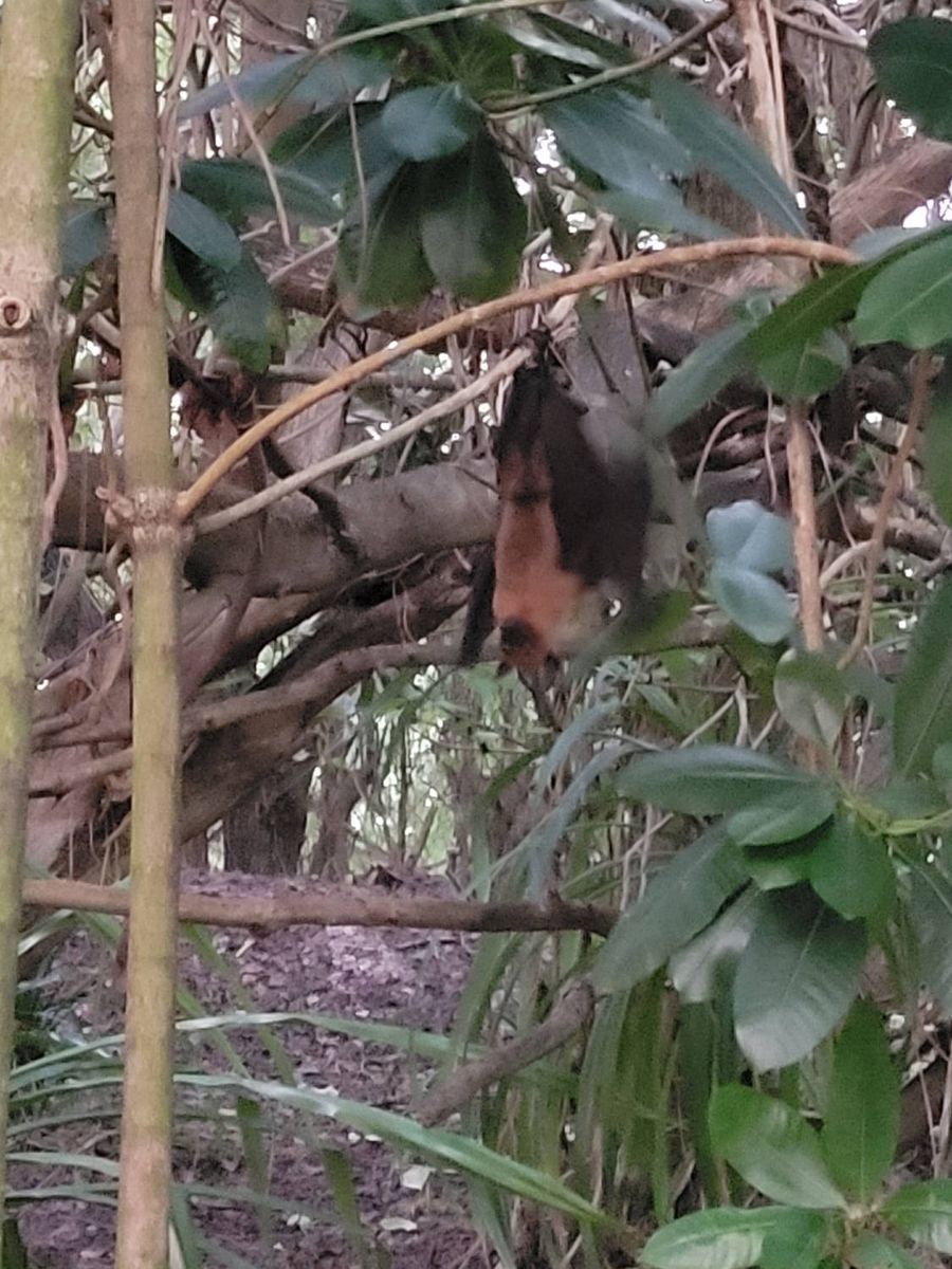 A bat hanging in the trees