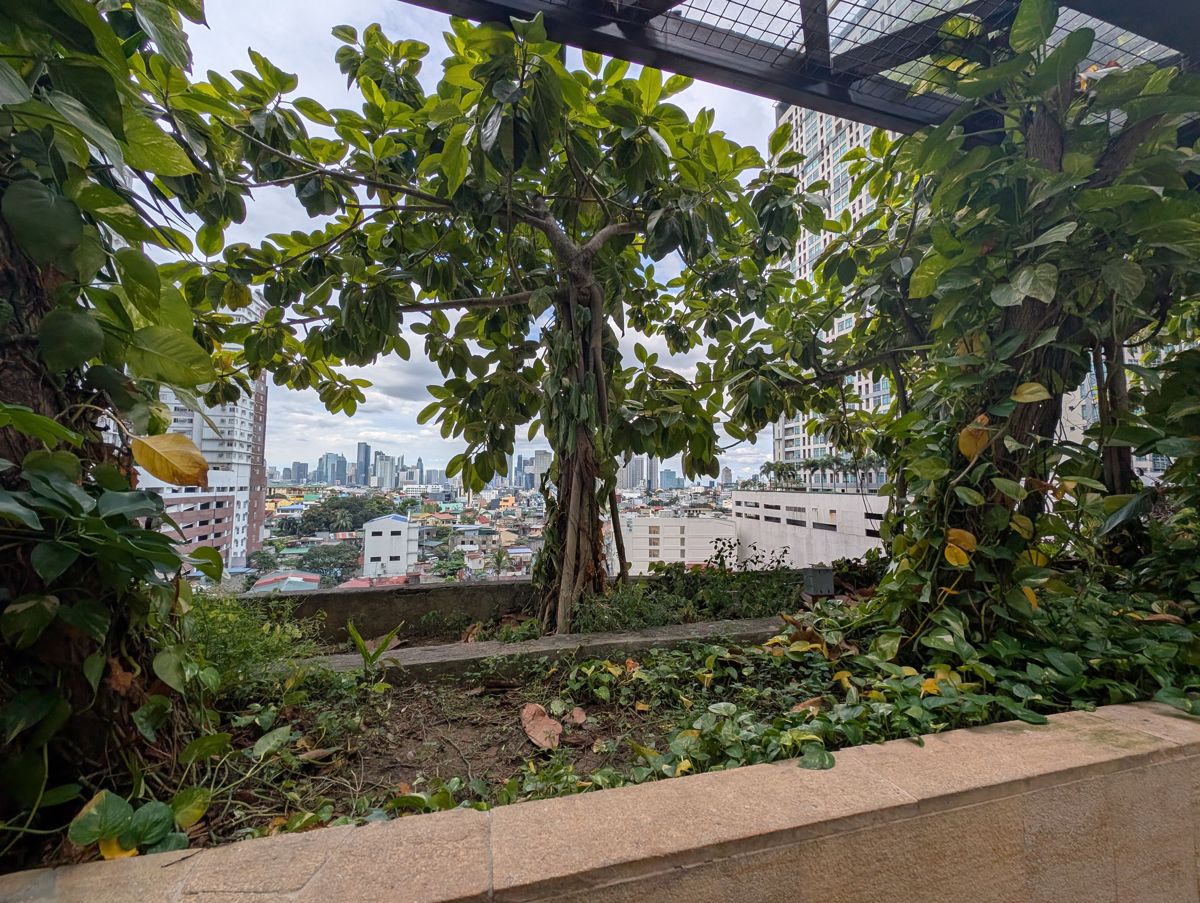 The garden, with the city beyond