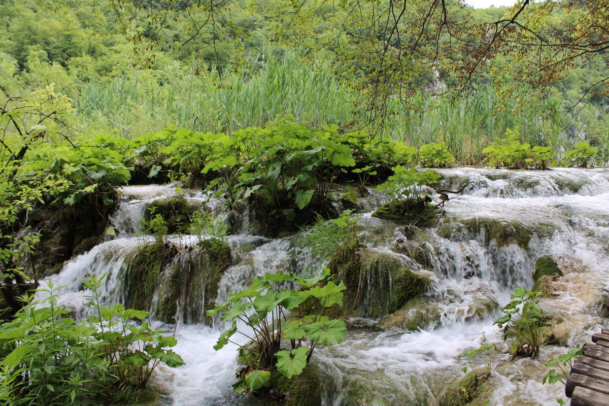 Water spilling over mossy steps