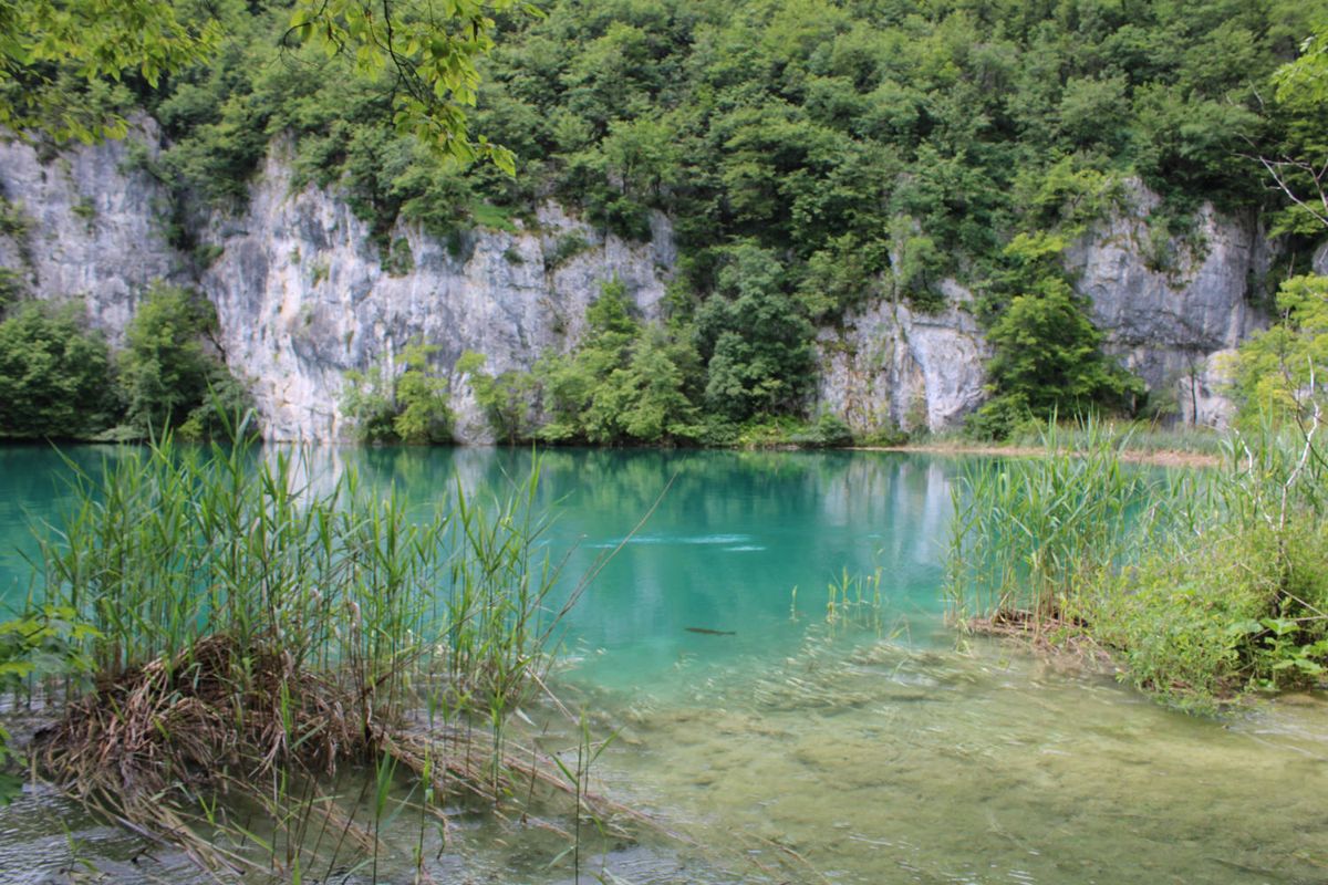 Clear water and reeds below the cliffs