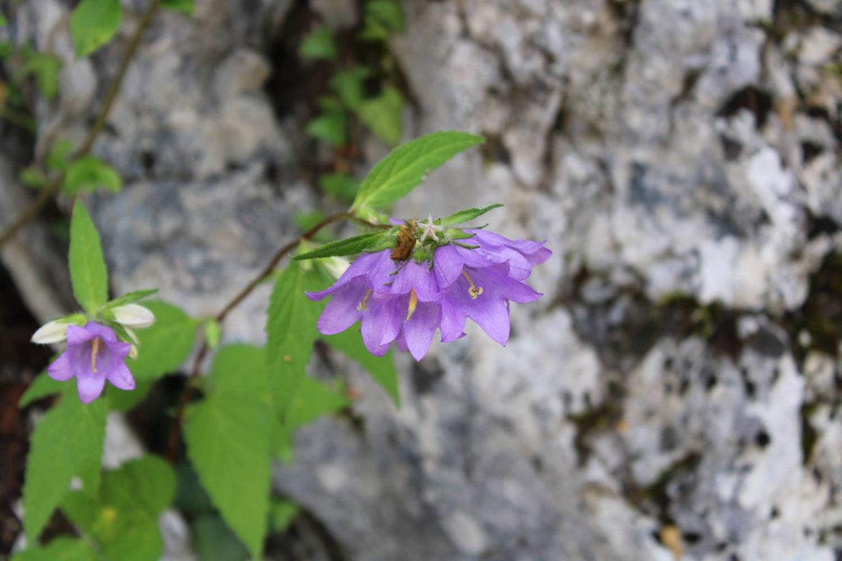 Purple flowers on the rock