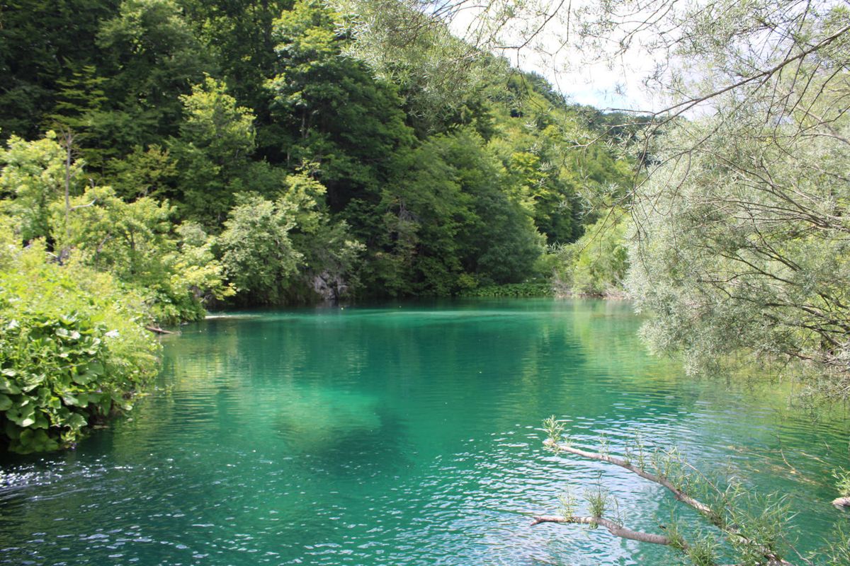 Green water under the trees