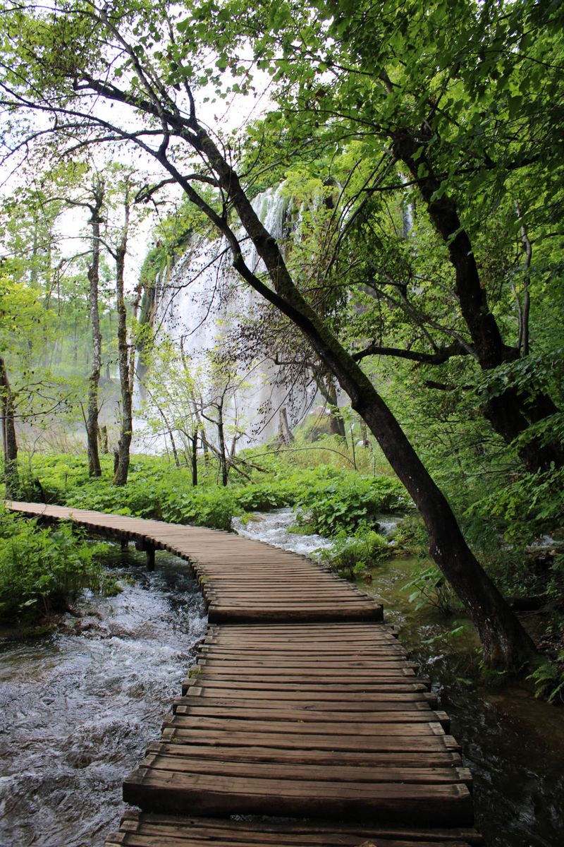 The boardwalk under the trees