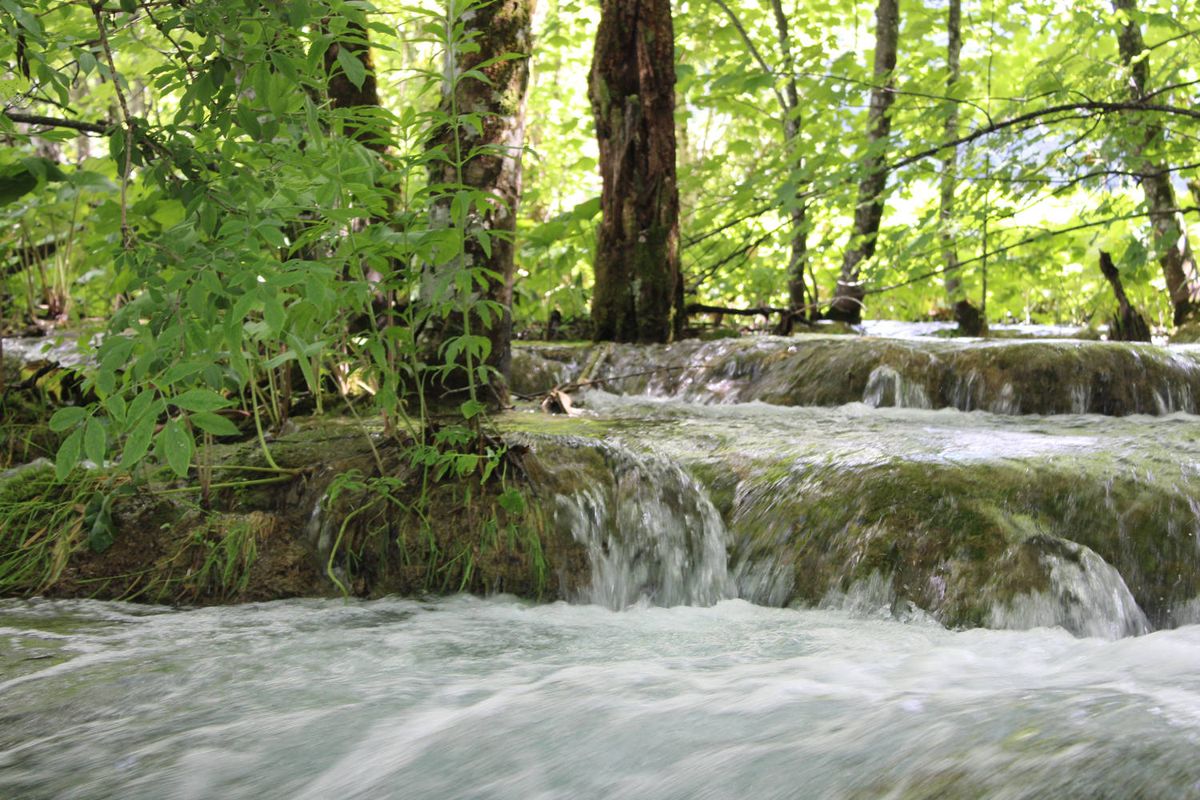Water over steps in the forest