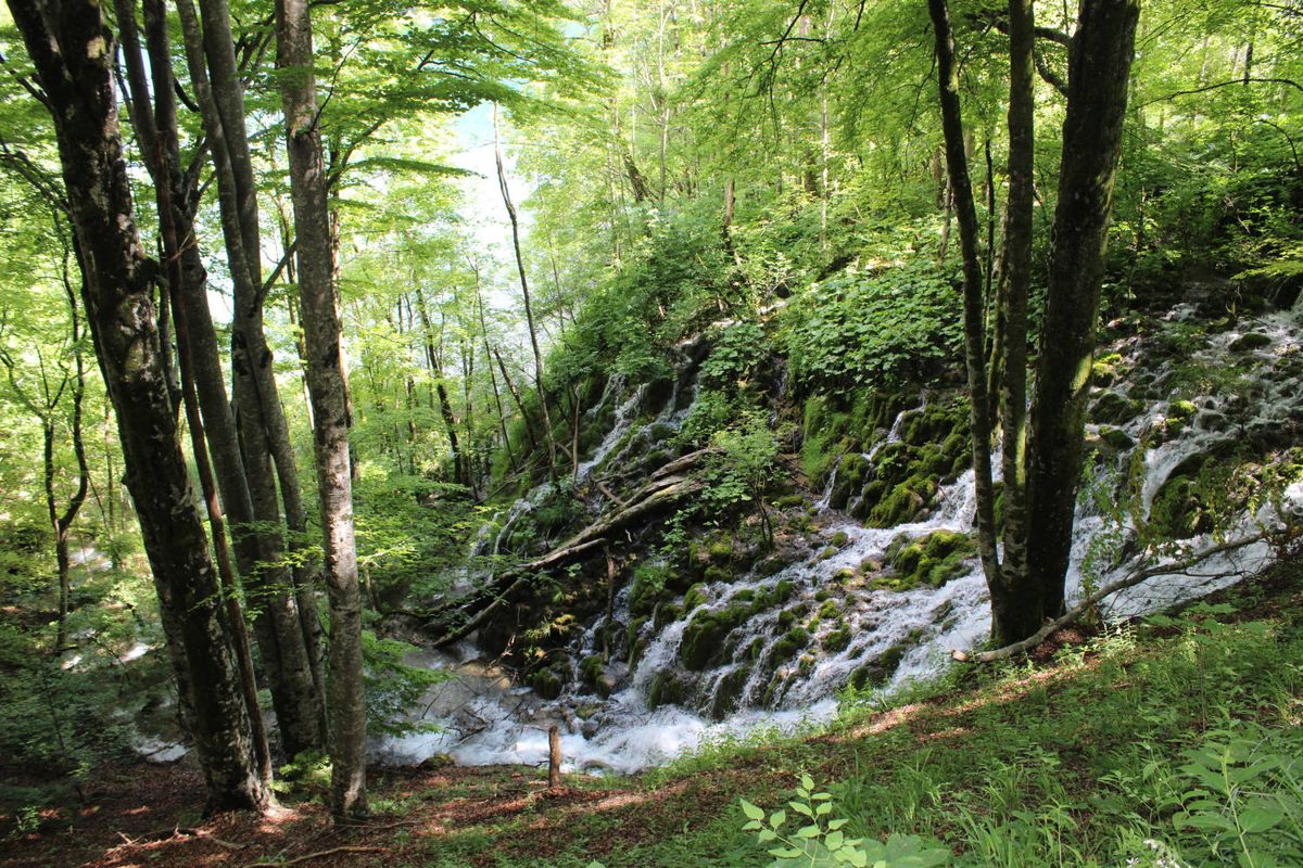 Water running down through the woods