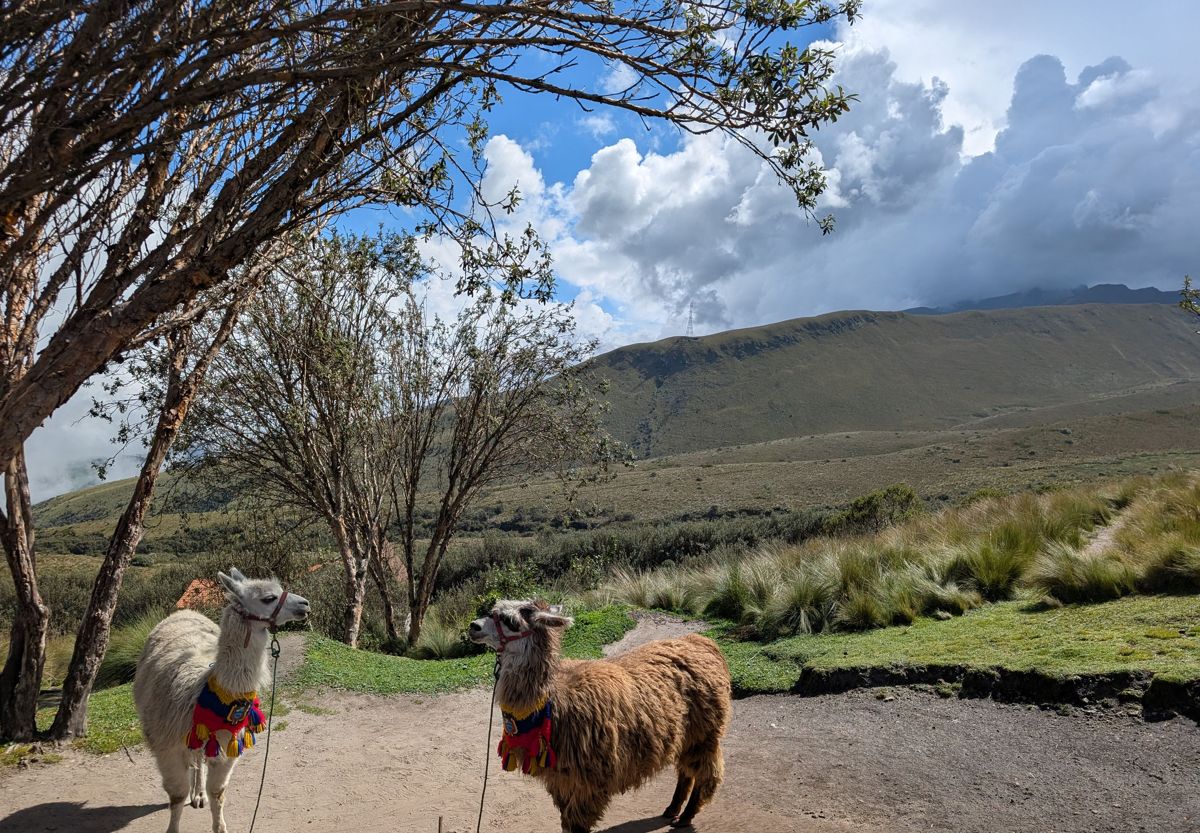 Two llamas in woven collars by the trail