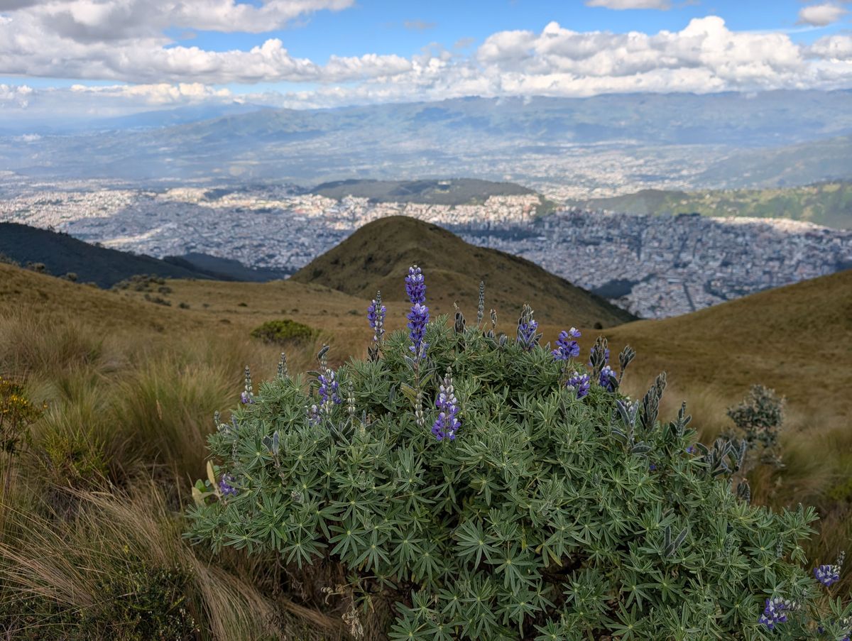 Wild lupine over the city