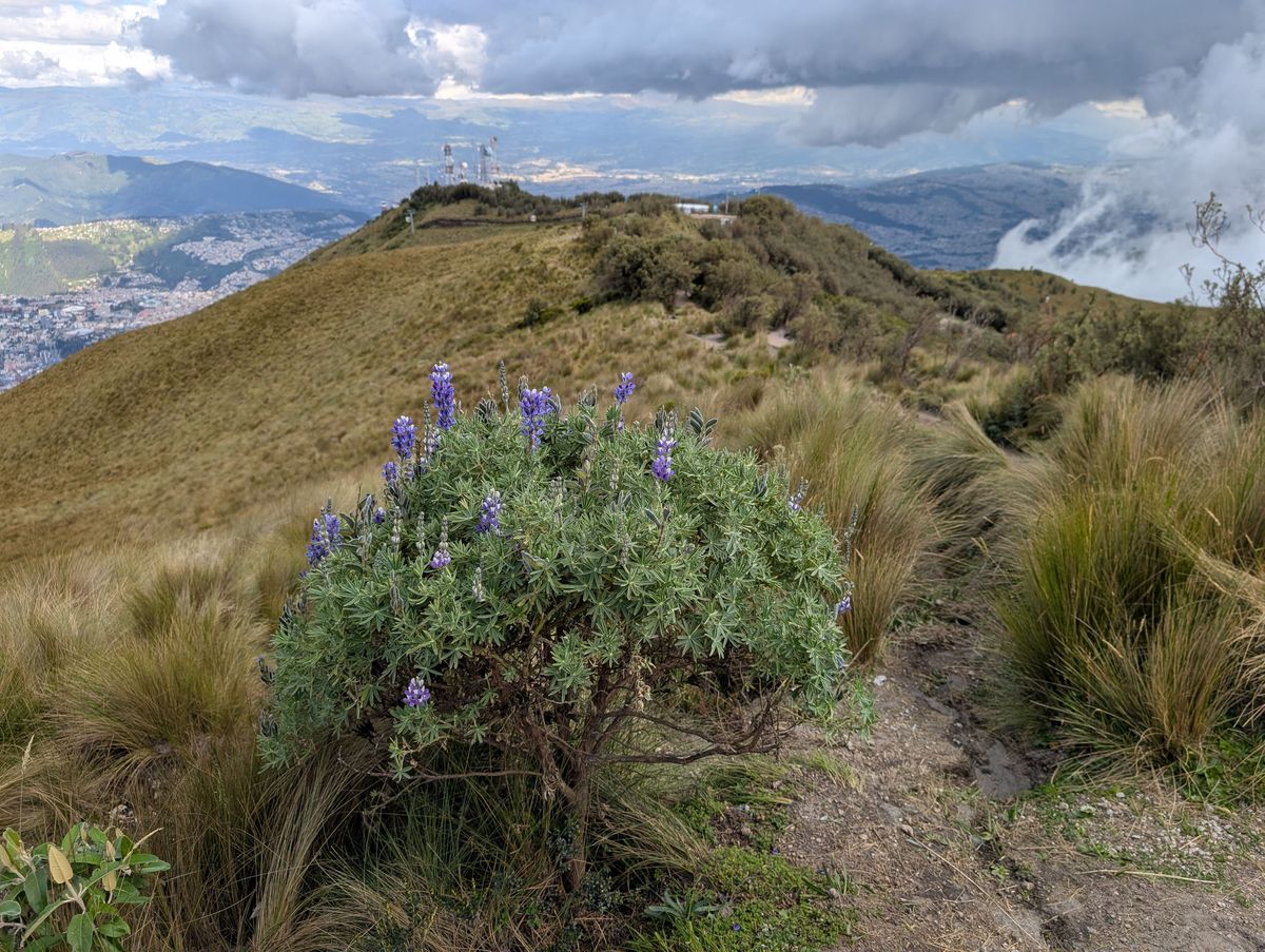 More lupine, with the antenna towers ahead