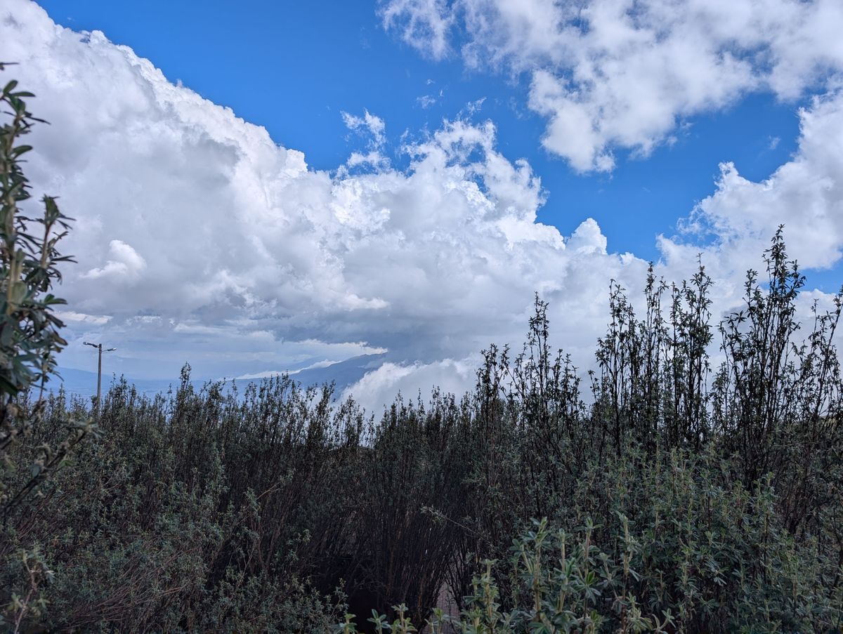 Scrub against the clouds