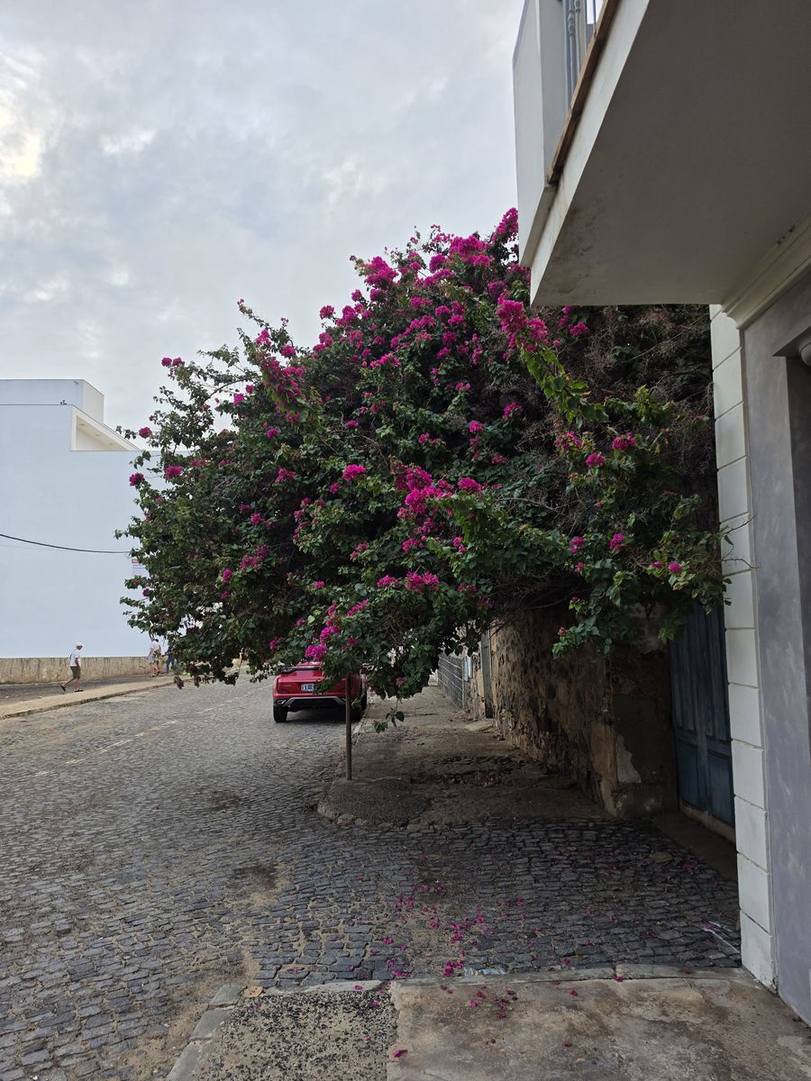 Bougainvillea spilling over a wall