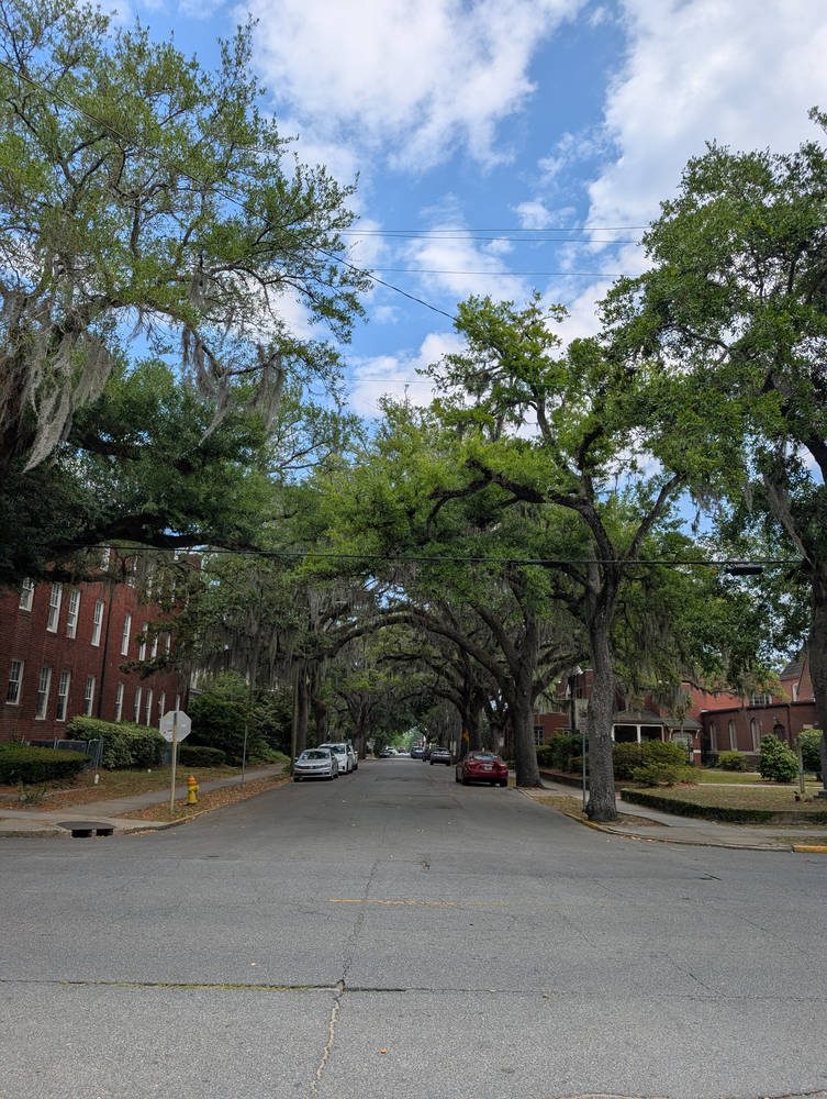 Savannah