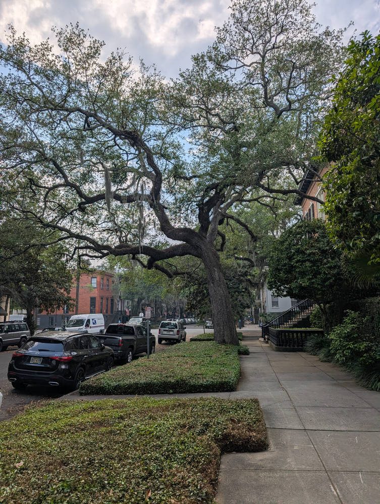 Savannah