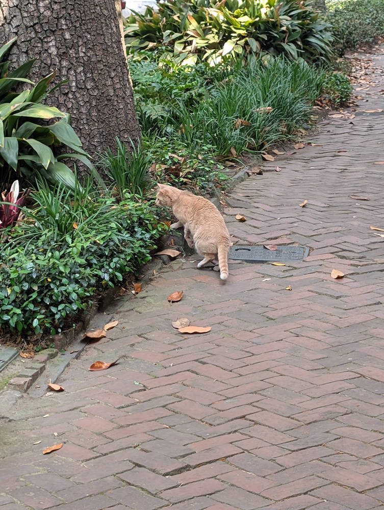 Savannah
