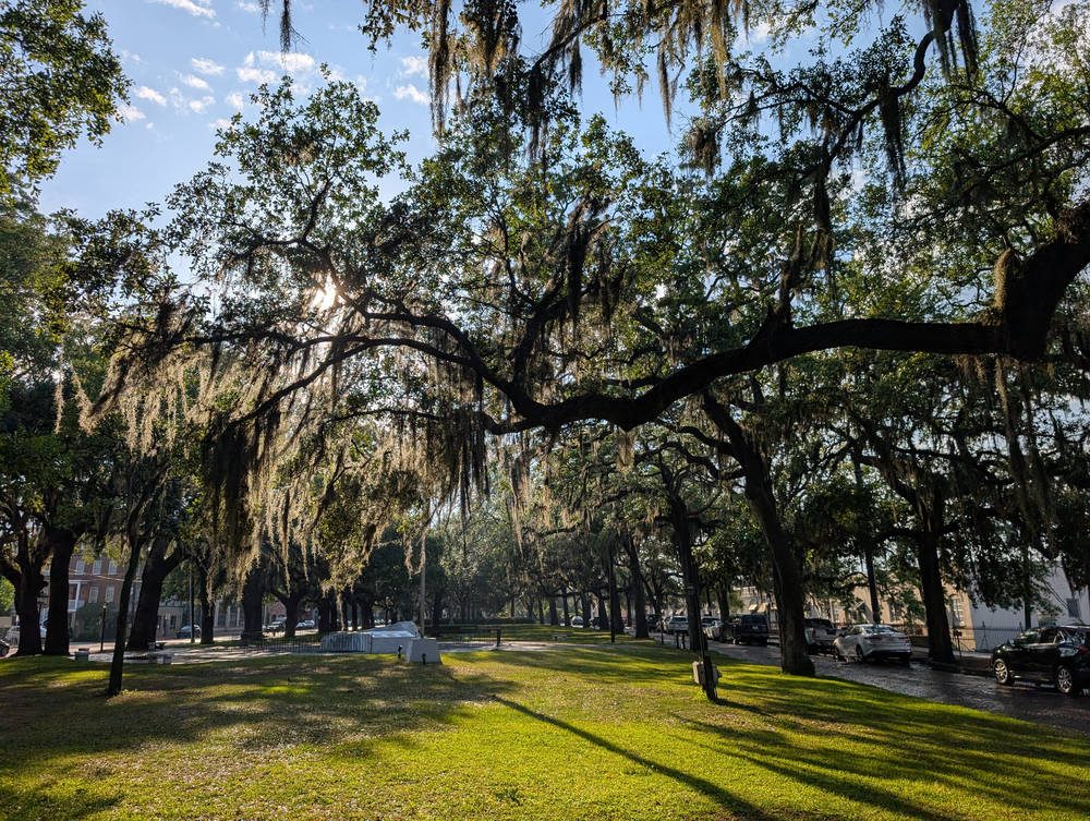 Savannah