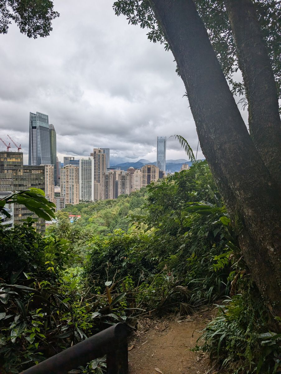 Xinyi towers past the trees