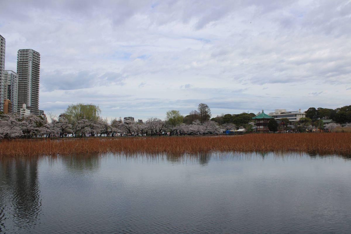 The pond under a gray sky, towers behind