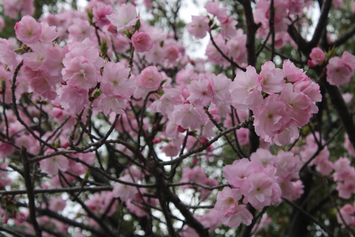Pink blossoms up close