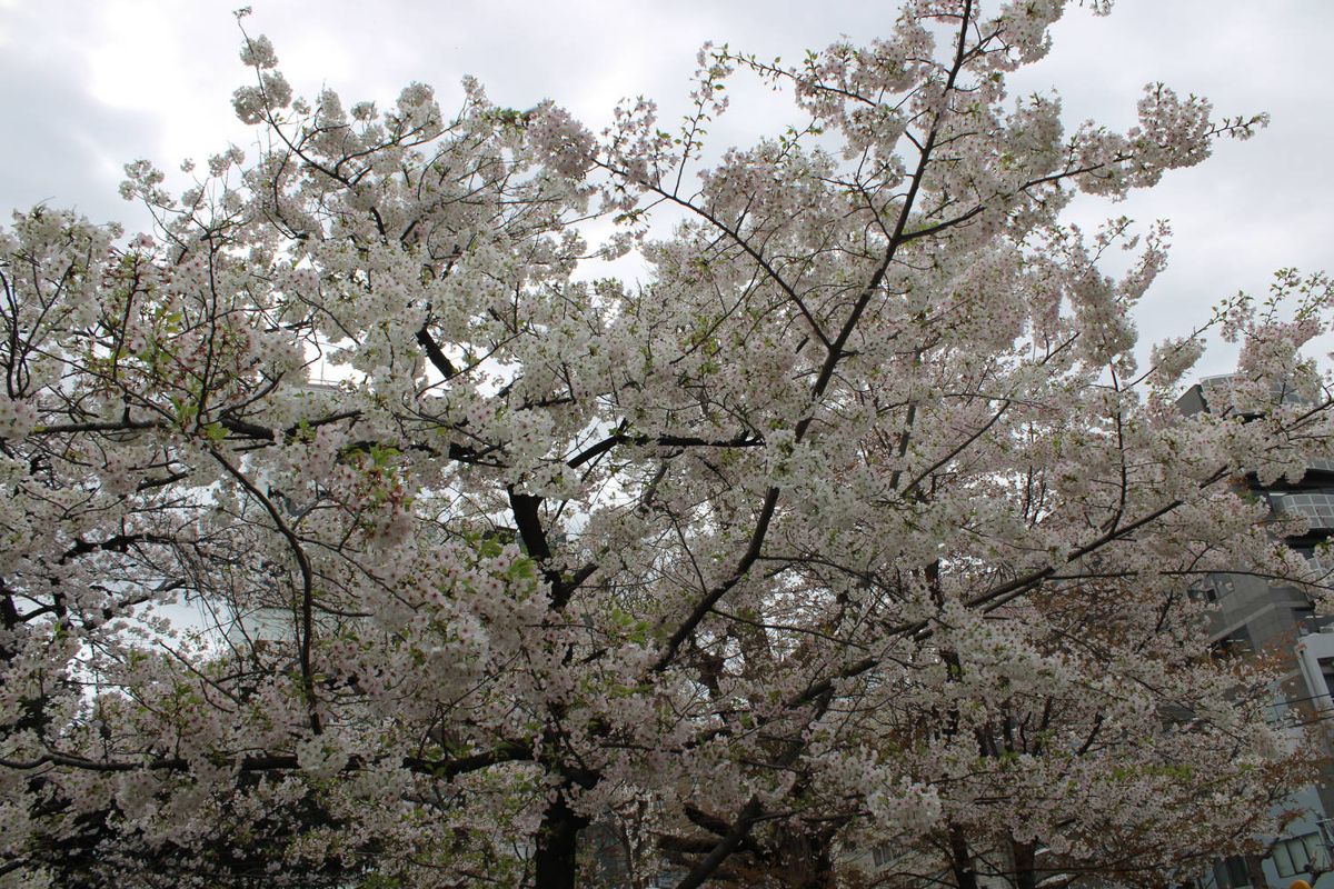 A cherry tree in full bloom