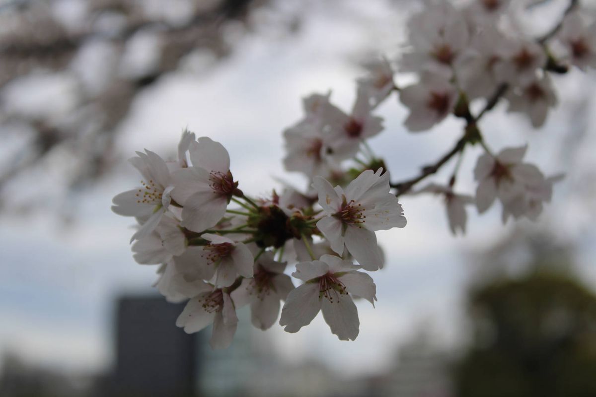 Blossoms against the clouds