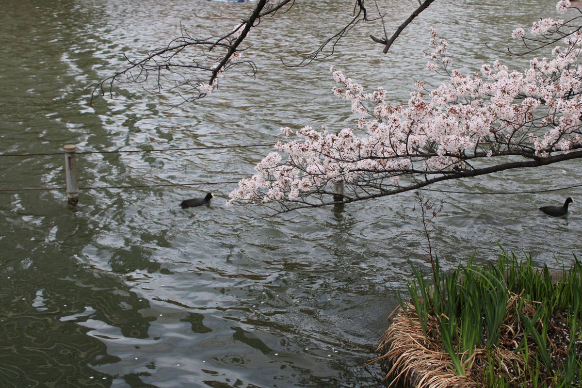 Blossoms hanging over the water