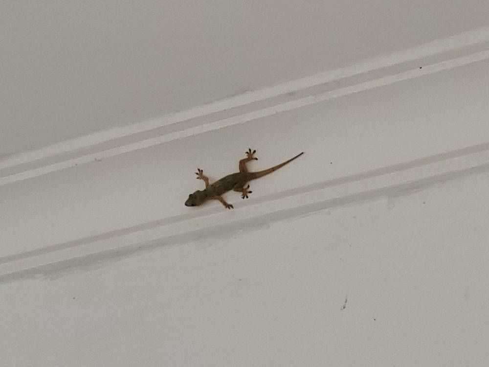 A gecko on the ceiling