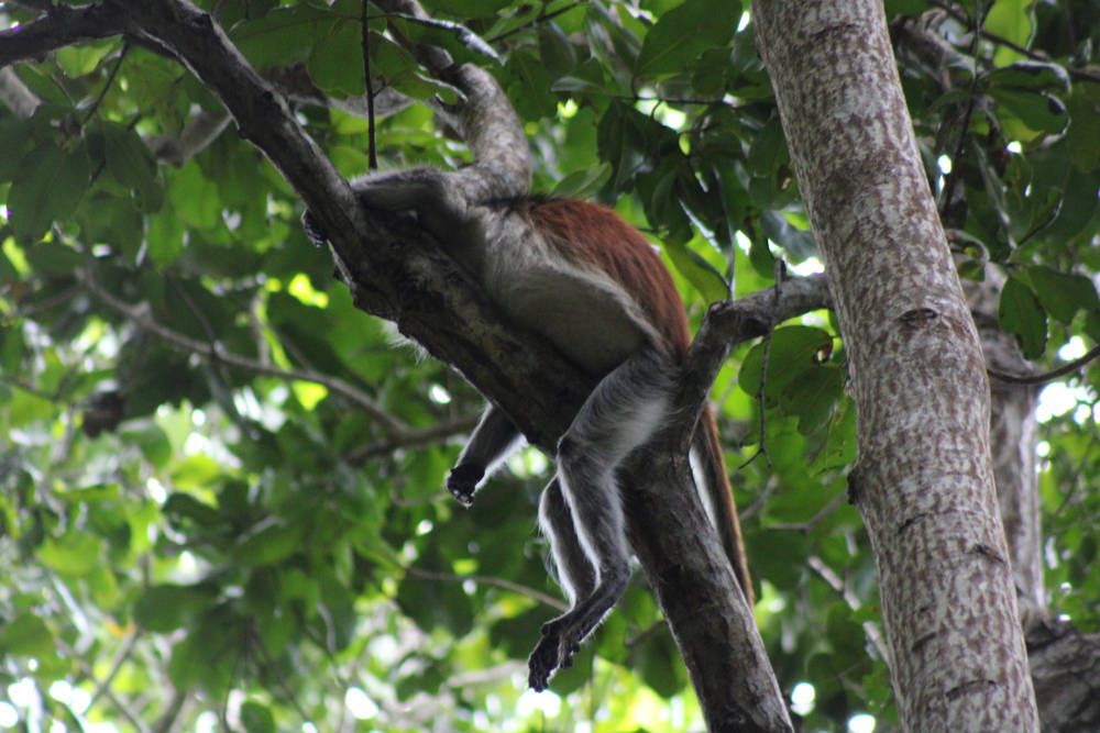 A Zanzibar red colobus