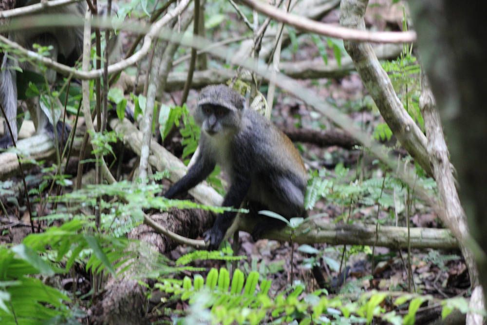 A grey monkey on the forest floor