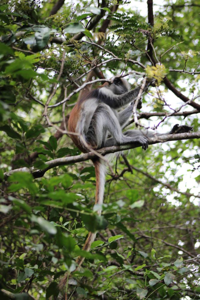 A Zanzibar red colobus