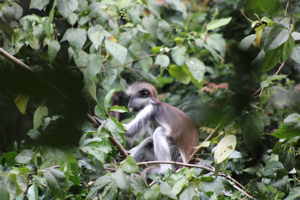 A Zanzibar red colobus