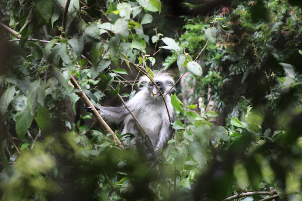 A Zanzibar red colobus