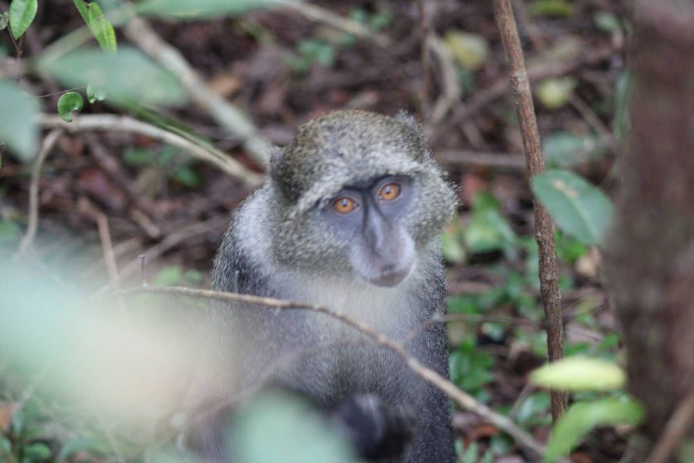 A grey monkey looking at the camera