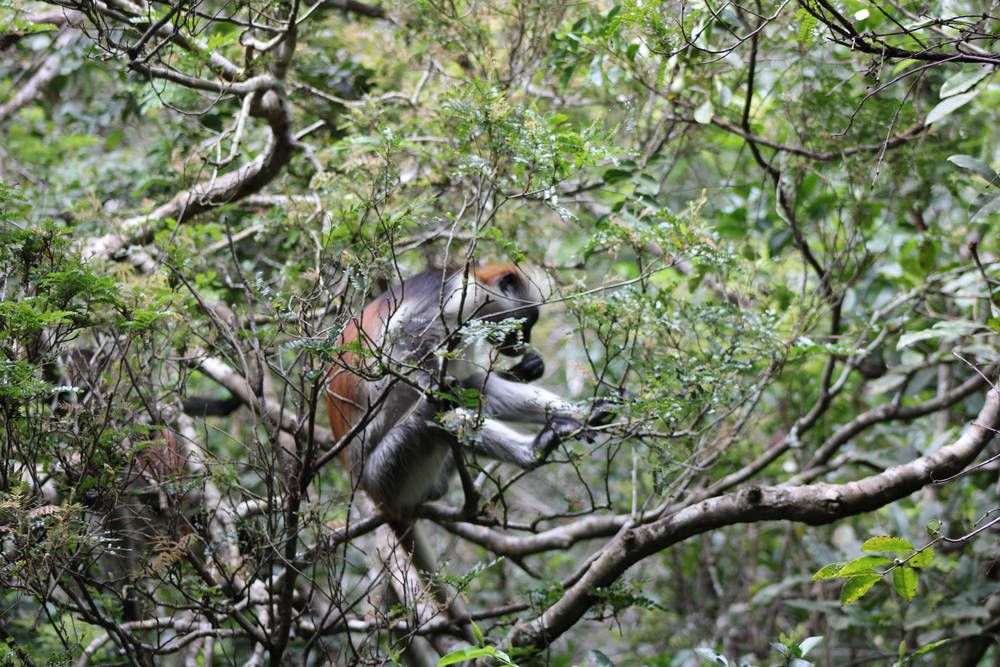 A Zanzibar red colobus