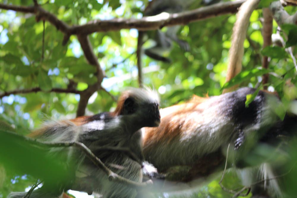A Zanzibar red colobus