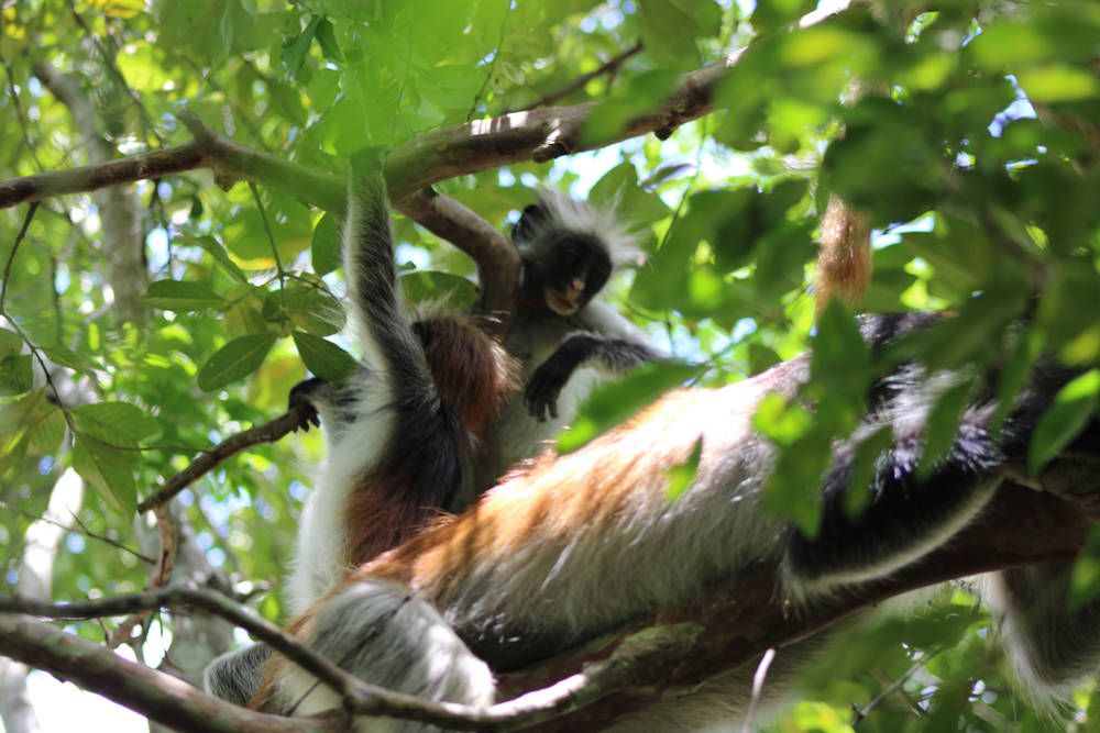A Zanzibar red colobus